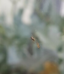 Zygiella x-notata