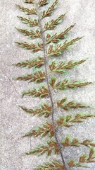 Asplenium aethiopicum