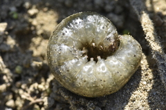 Agrotis catalaunensis