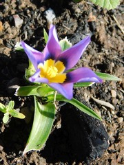 Eurystigma