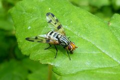 Otites porcus