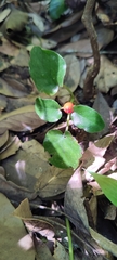 Geophila repens