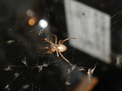Zygiella x-notata