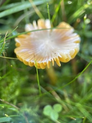Hygrocybe ceracea