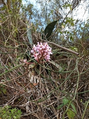 Epidendrum secundum