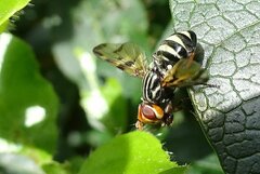 Otites porcus