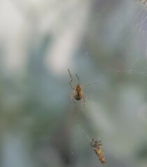 Zygiella x-notata