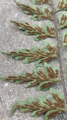 Asplenium aethiopicum