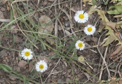 Erigeron modestus