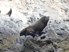 Arctocephalus australis