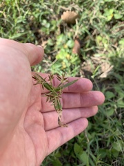 Cyperus rotundus
