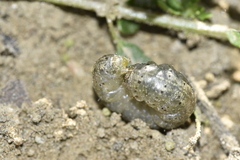 Agrotis catalaunensis