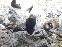 Arctocephalus australis