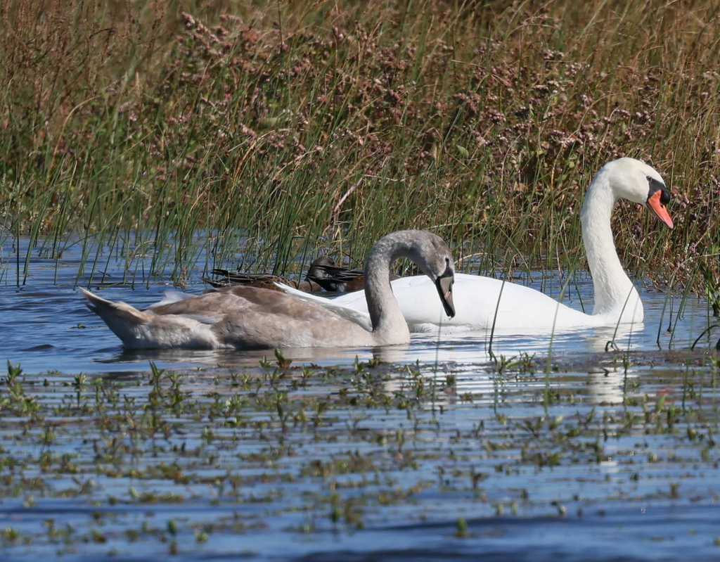 Mute Swan from Cape May Point State Park, Cape May, NJ, USA on October
