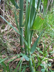 Hymenachne pernambucense