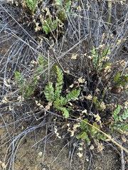 Horkelia cuneata puberula