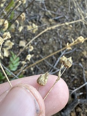 Horkelia cuneata puberula