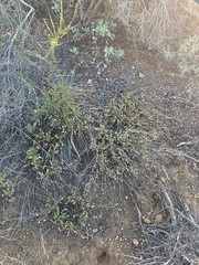 Horkelia cuneata puberula