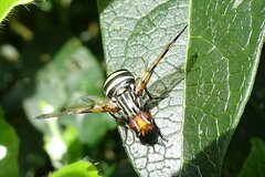 Otites porcus