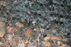 Santolina rosmarinifolia