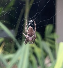Hortophora