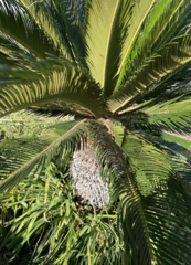 Phoenix canariensis