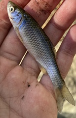 Cyprinella spiloptera