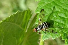 Otites porcus