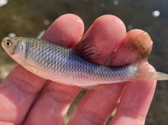 Cyprinella spiloptera