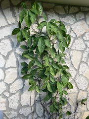 Syngonium angustatum