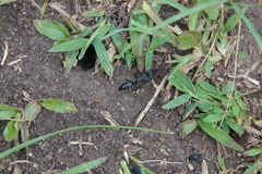 Paltothyreus tarsatus