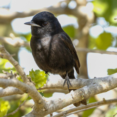 Knipolegus hudsoni