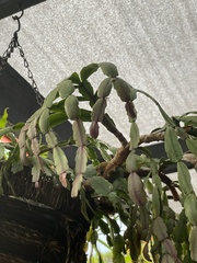 Schlumbergera