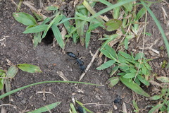 Paltothyreus tarsatus