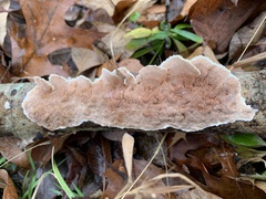 Gloeoporus dichrous