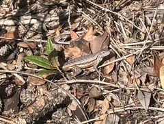 Sceloporus woodi