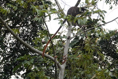 Cercopithecus ascanius