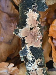 Etheirodon fimbriatum
