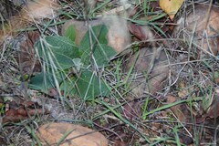 Verbascum pulverulentum