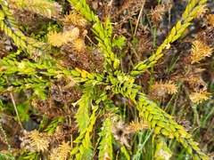 Struthiola tomentosa