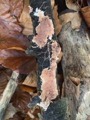 Etheirodon fimbriatum