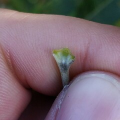 Salix atrocinerea