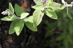 Salvia melissodora