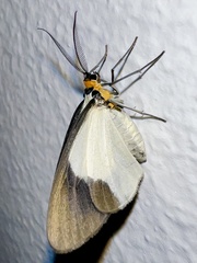 Noctuoidea