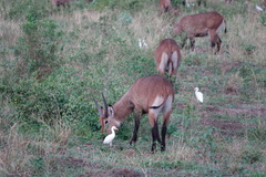 Kobus ellipsiprymnus defassa