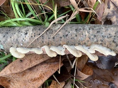 Gloeoporus dichrous