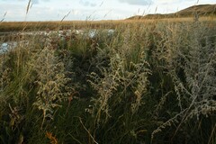 Artemisia maritima