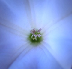 Datura wrightii