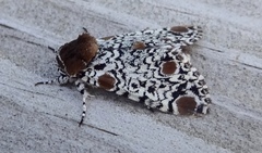 Harrisimemna trisignata