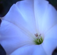 Datura wrightii